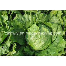 Round Lettuce